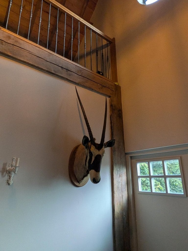 Mooie Oryx opgezette kop met grote horens, Verzamelen, Ophalen, Zo goed als nieuw, Wild dier, Opgezet dier