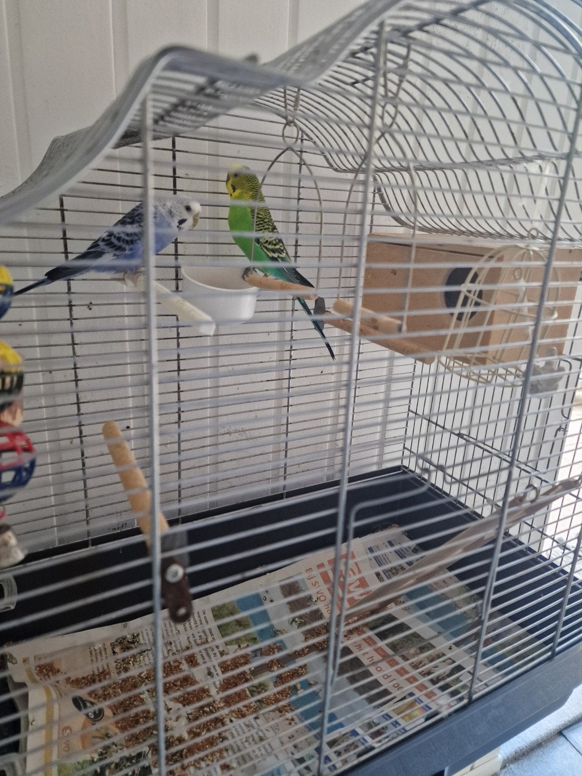 2 grasparkieten  met  een vogelkooi, Ophalen