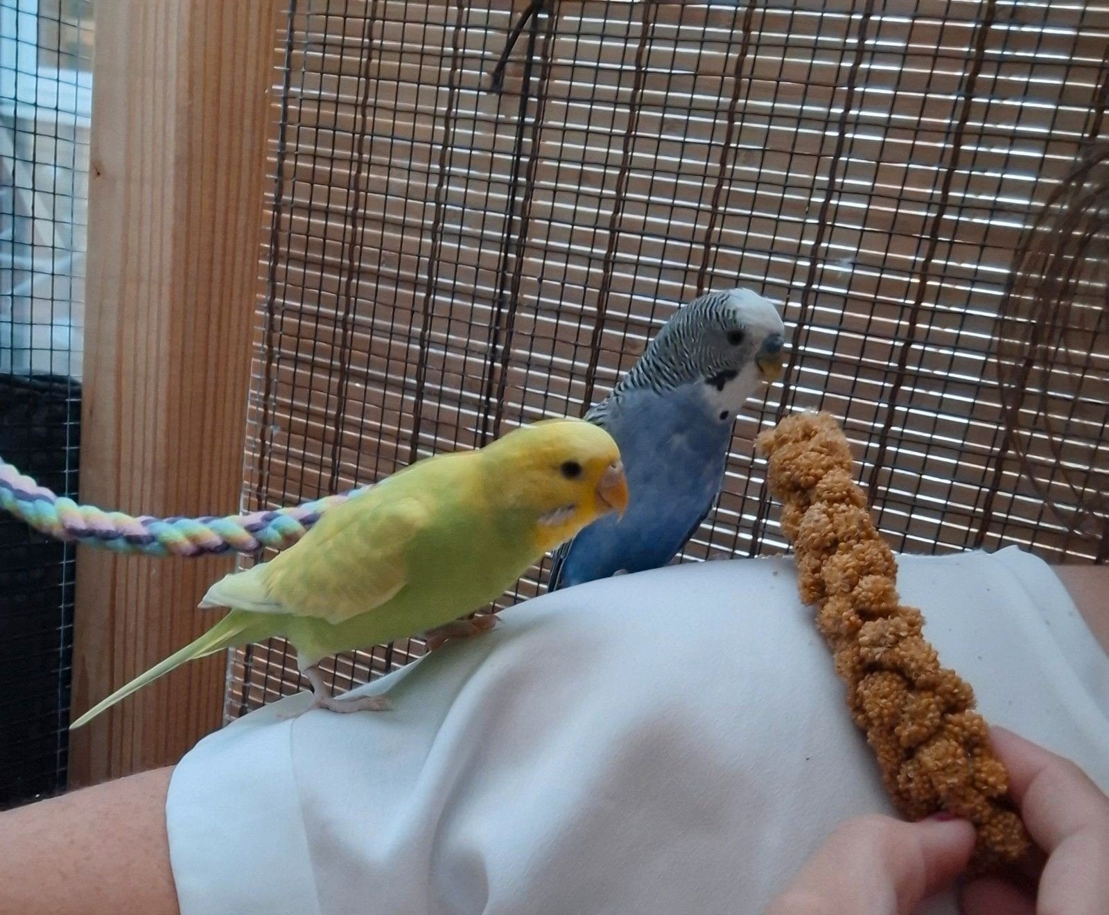 Twee lieve tamme grasparkieten, Meerdere dieren, Parkiet, Tam