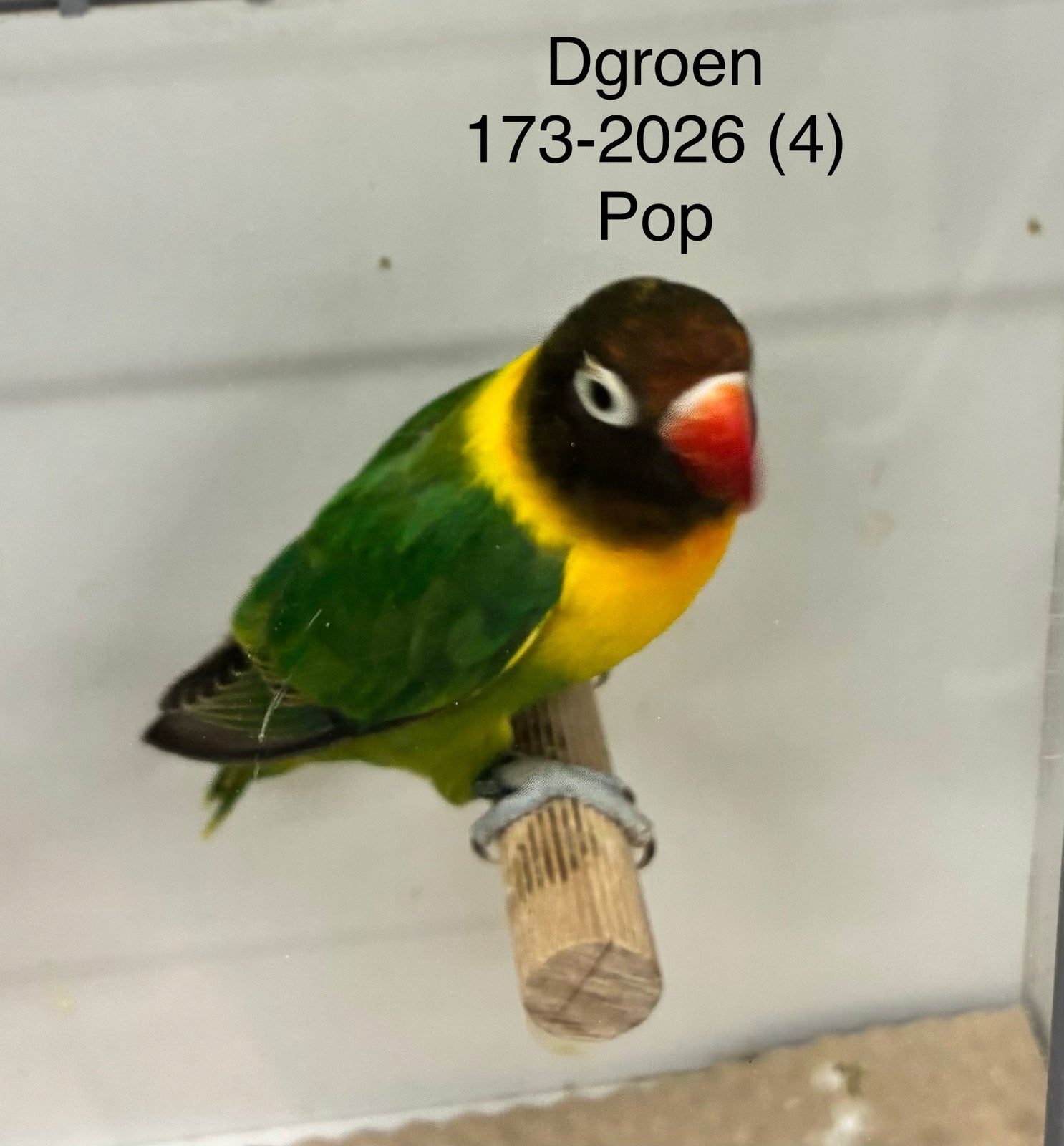 Agapornis personata poppen in diverse kleuren, Dieren en Toebehoren, Vrouwelijk, Dwergpapegaai of Agapornis, Geringd