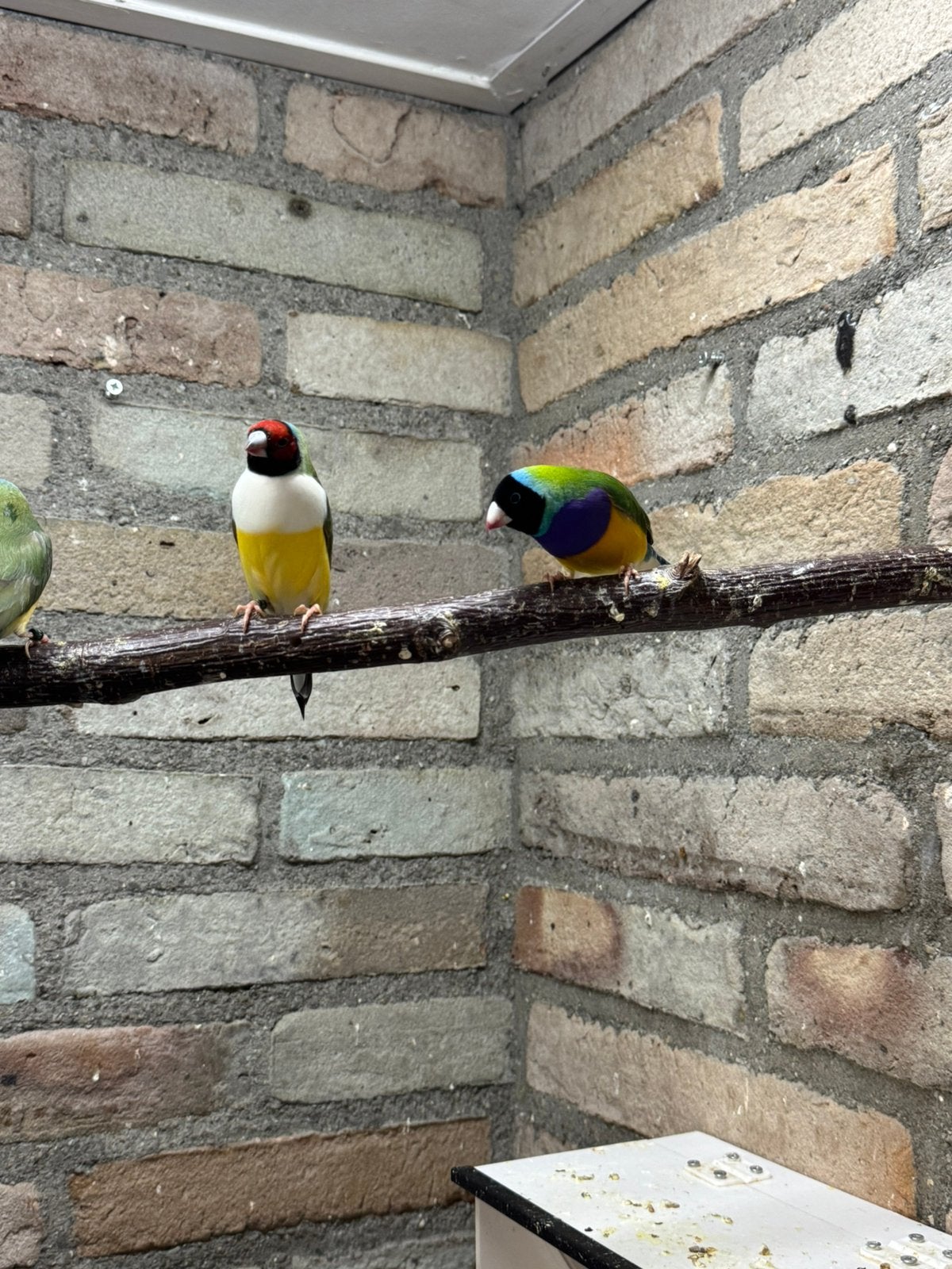 Te koop koppel gouldamadine, Meerdere dieren, Geringd