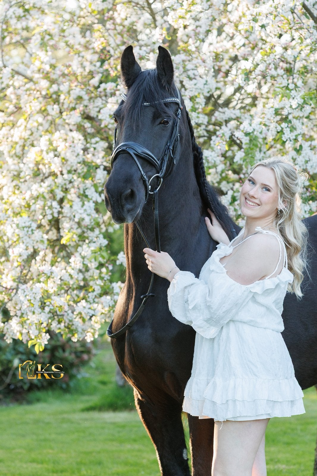 Lieve Friese merrie, Dieren en Toebehoren, Paarden, Merrie, Met stamboom, Niet van toepassing, 160 tot 165 cm