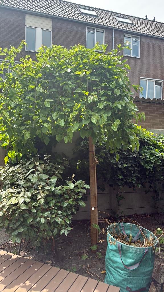 Gratis boom/treurwilg, Ophalen, Volle zon, Overige soorten