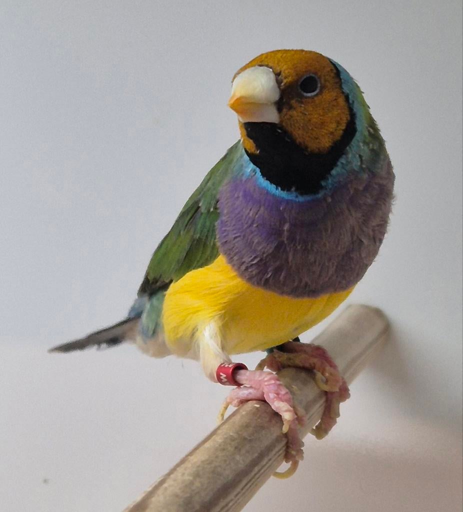 Uitmuntende gouldamadines, Dieren en Toebehoren, Mannelijk