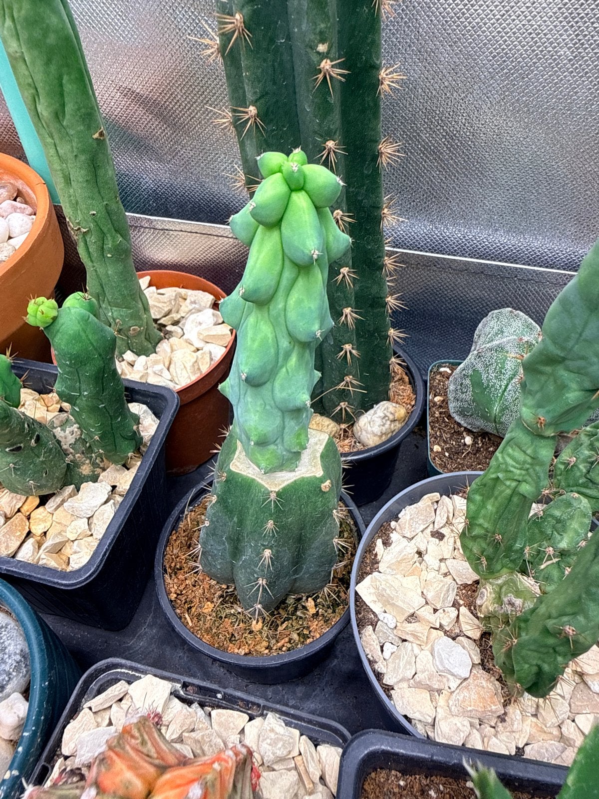 Unieke Gecorrupte San Pedro Cactus (Trichocereus Pachanoi), Overige soorten, Volle zon, Vaste plant, Ophalen of Verzenden