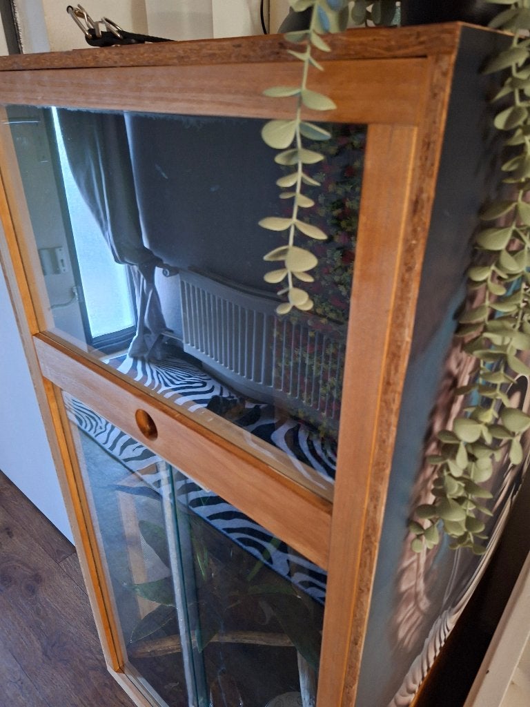 Dalmatier wimper Gekko / terrarium Nieuw, Dieren en Toebehoren, Reptielen en Amfibieën, Hagedis, Met terrarium, 0 tot 2 jaar