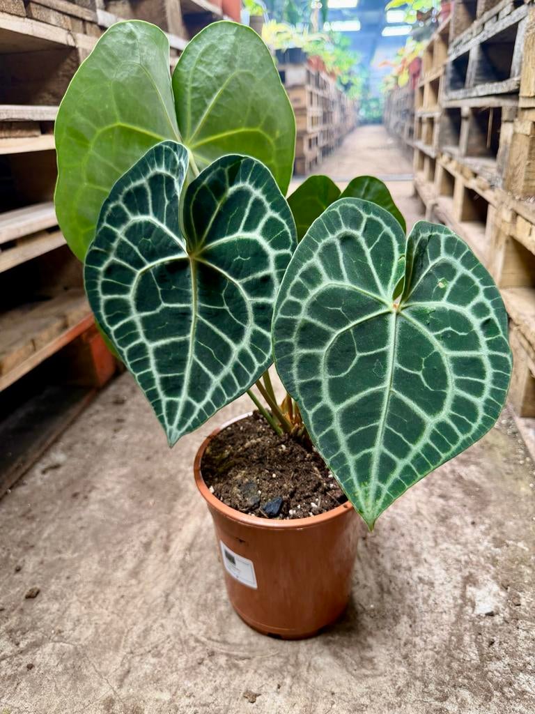 Anthurium clarinervium, Overige soorten, In pot, Minder dan 100 cm, Groene kamerplant