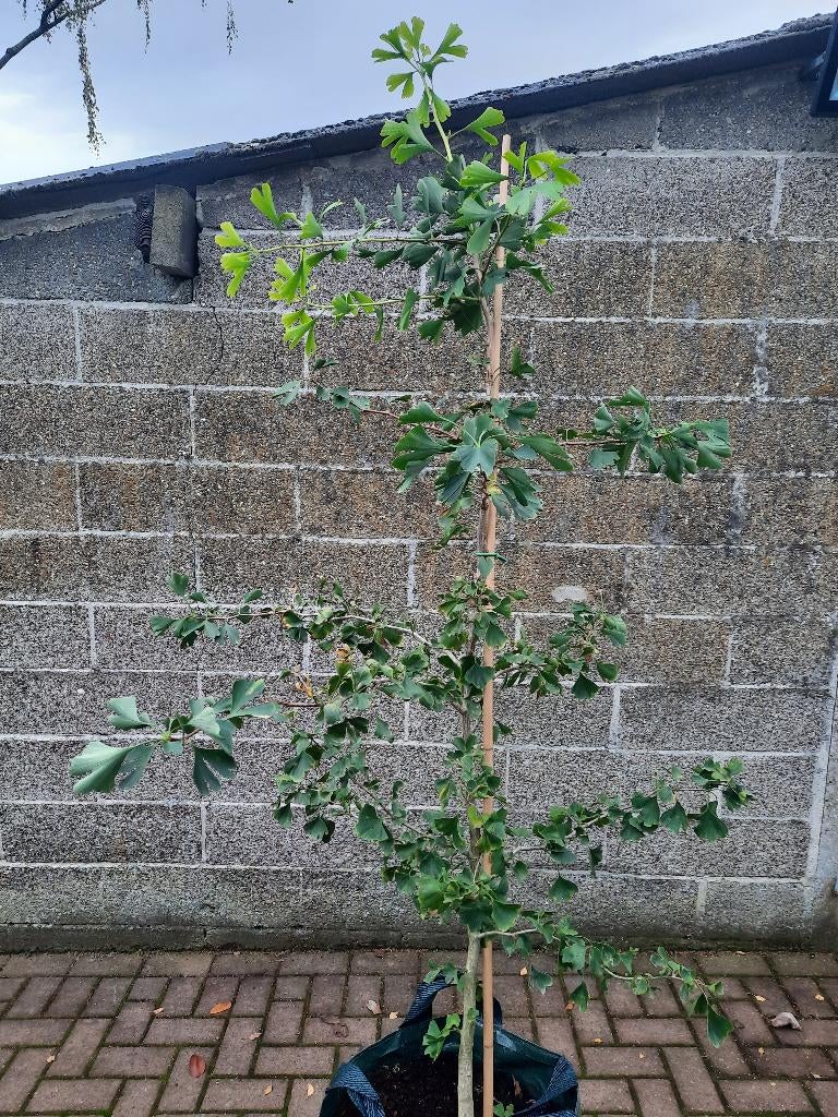 Ginkgo biloba bomen: 2 meter hoog en levend fossiel, Tuin en Terras, Planten | Bomen, Bloeit niet, Overige soorten, 100 tot 250 cm