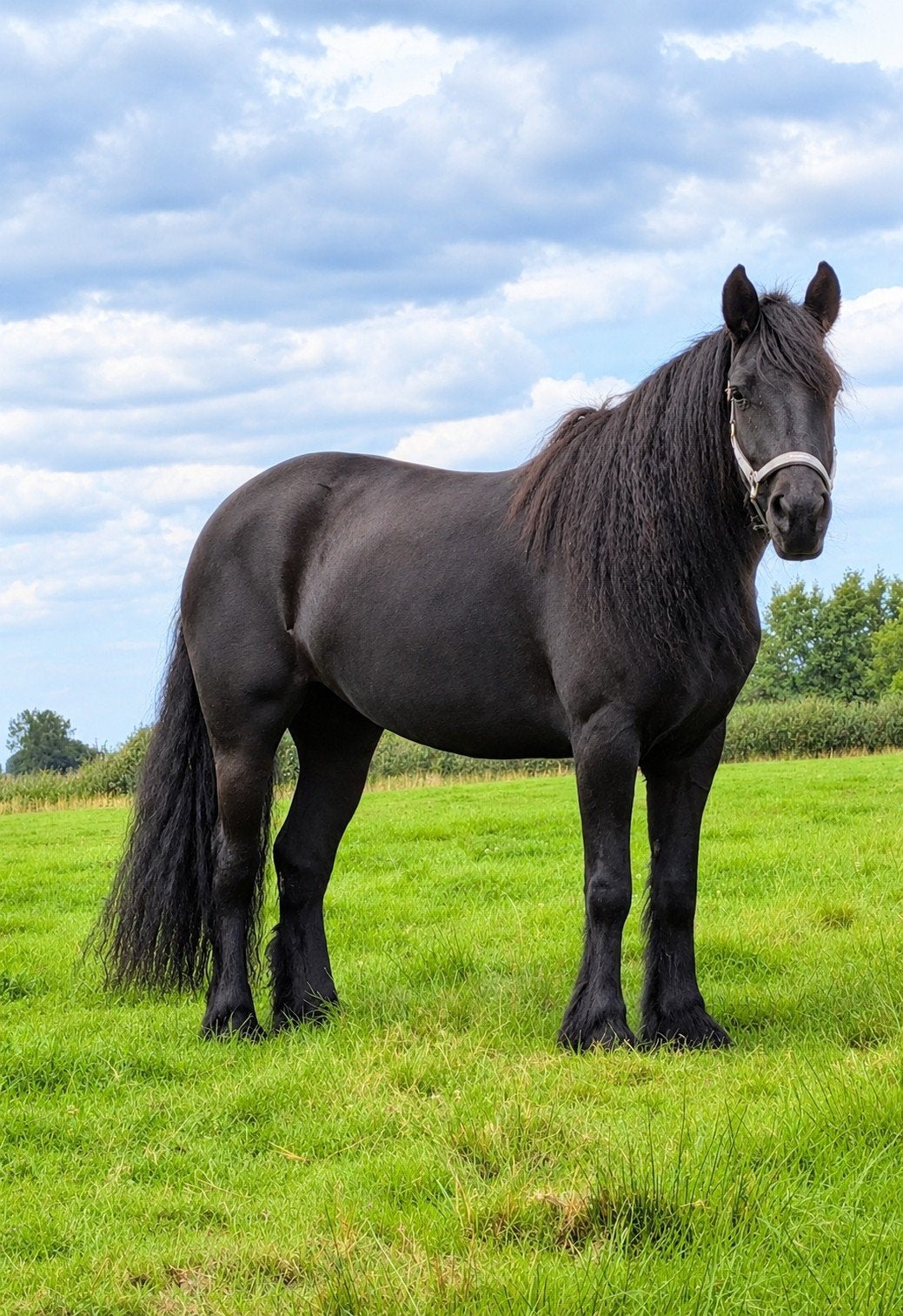 4 jarige drachtige Fell pony, Dieren en Toebehoren, Merrie, D pony (1.37m tot 1.48m), Met stamboom, 3 tot 6 jaar
