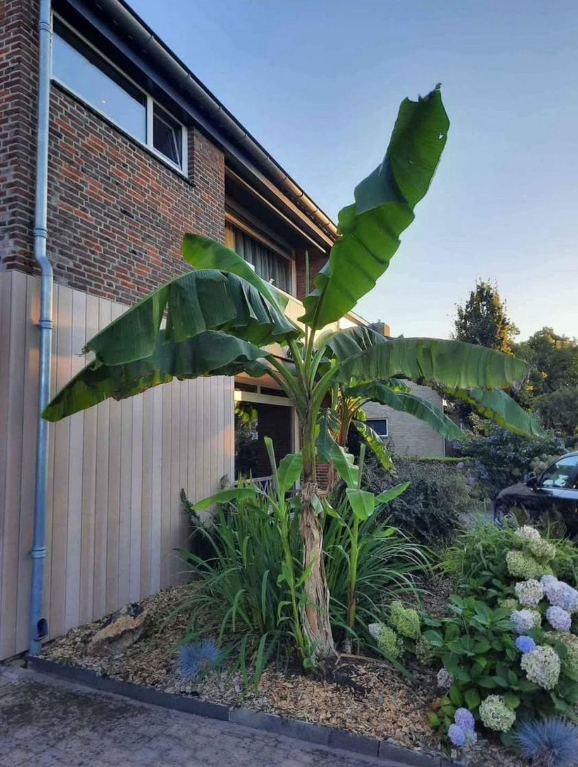 Mega bananenplanten tot 3,5m hoog. Winterhard. Musa Basjoo, Ophalen, Overige soorten, Volle zon