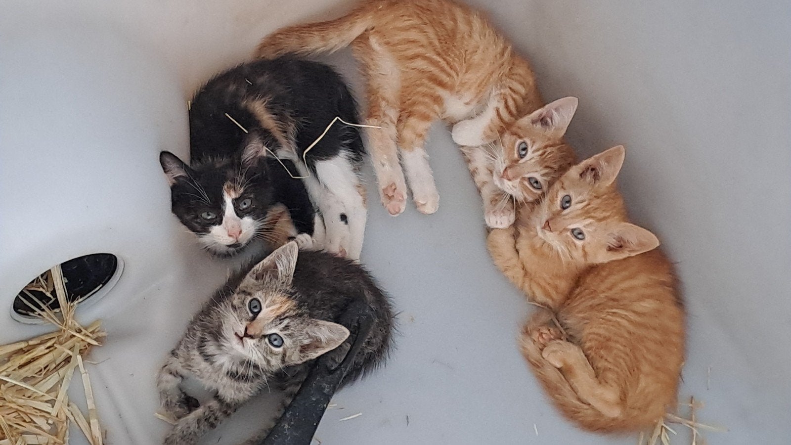 Jonge boerderij kittens, Meerdere dieren, 0 tot 2 jaar