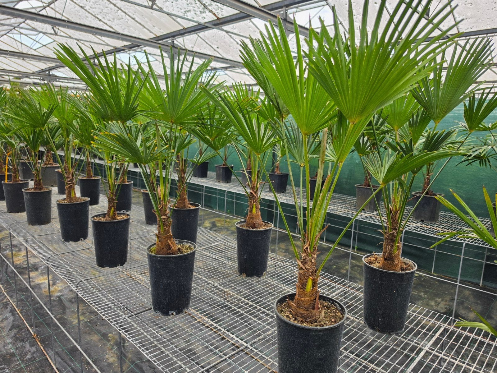 Trachycarpus wagnerianus winterharde palmboom, Ophalen, Gehele jaar, Volle zon