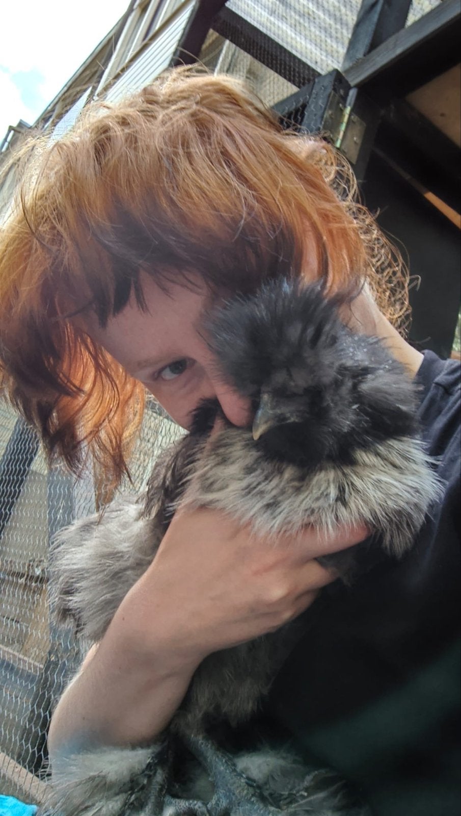 Zijdehoen haan Kevin (4 maanden oud), Dieren en Toebehoren, Mannelijk, Kip