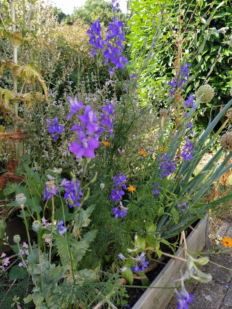 Te koop: zaden 1-, 2-jarigen en vaste planten, Tuin en Terras, Ophalen of Verzenden, Volle zon, Zaad