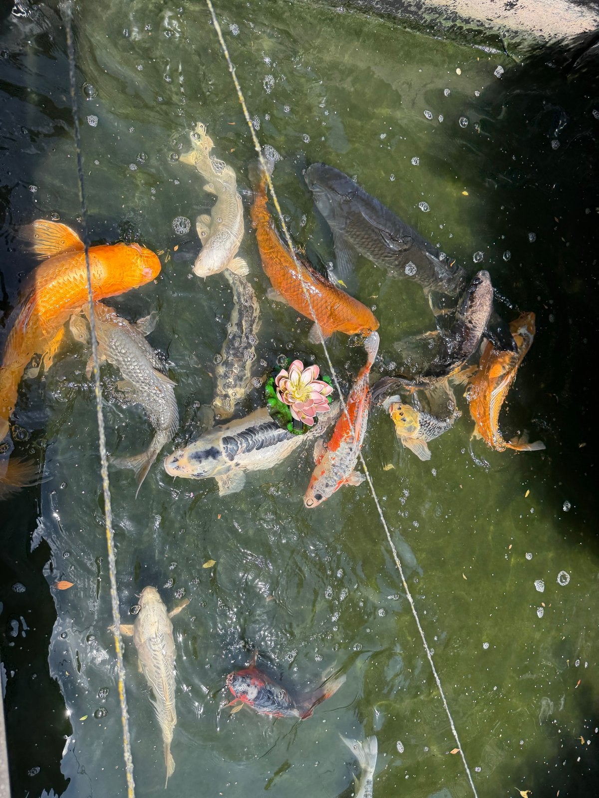 Koi karpers te koop - verschillende maten en kleuren, Dieren en Toebehoren, Vissen | Vijvervissen, Karper of Koi