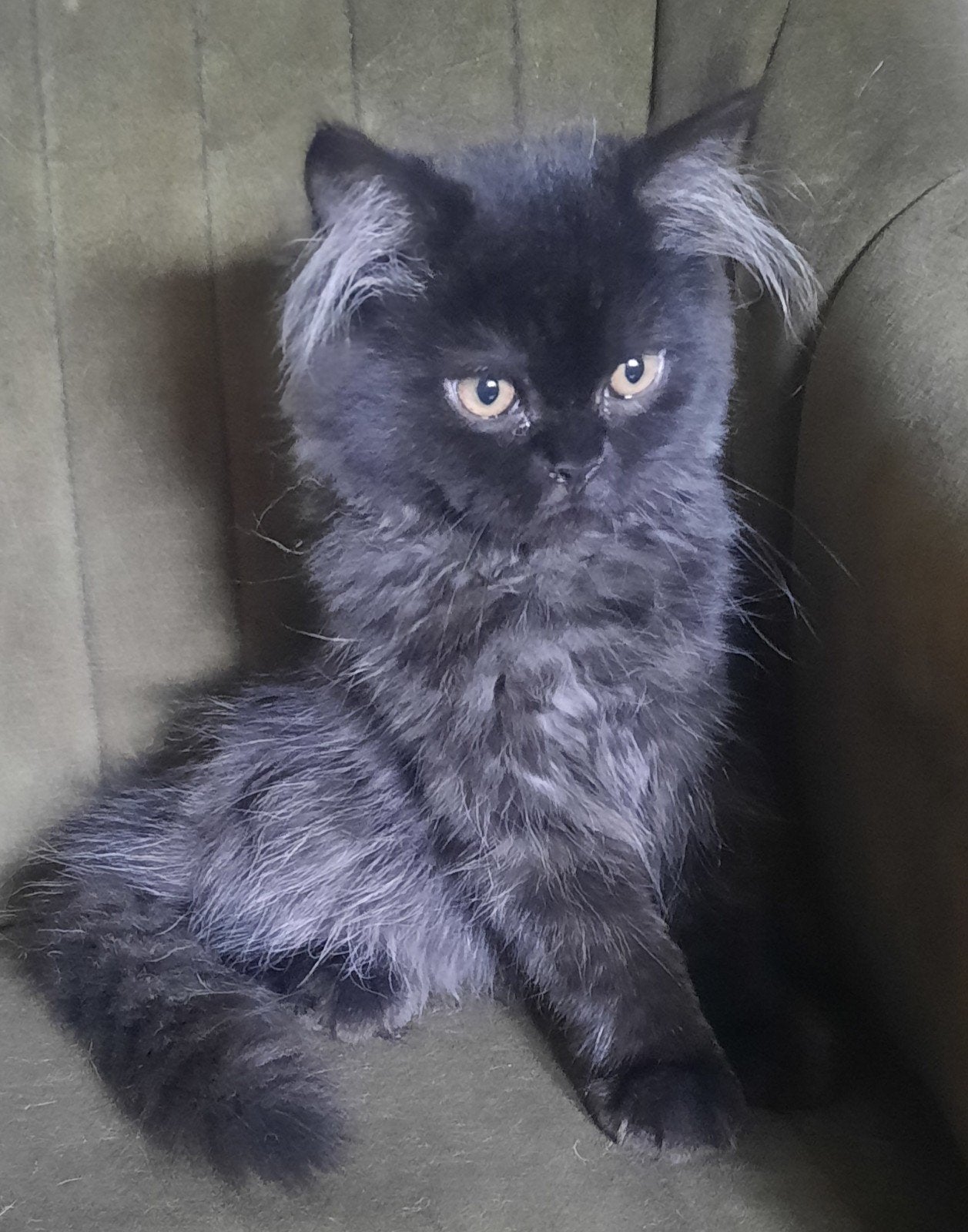 Britse langhaar black smoke kitten!!, Dieren en Toebehoren, Kater, Ontwormd