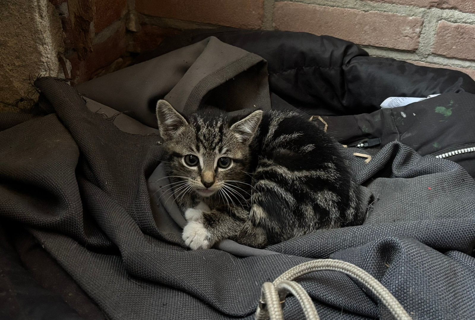 Kittens, Poes