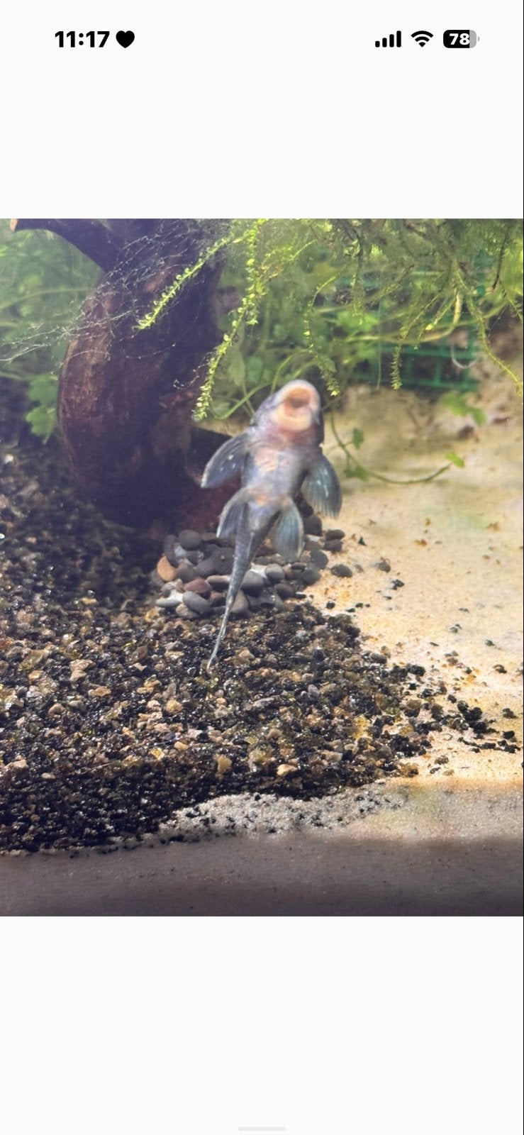 Bleu phantom, Kreeft, Krab of Garnaal, Zoetwatervis