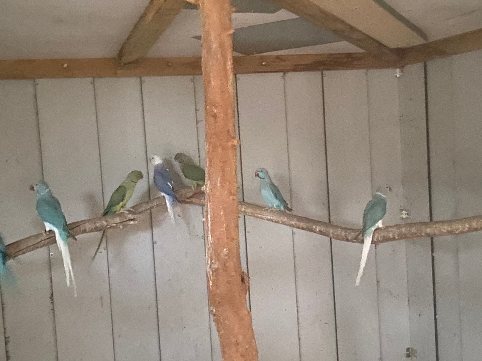 Halsbanden, Meerdere dieren, Parkiet