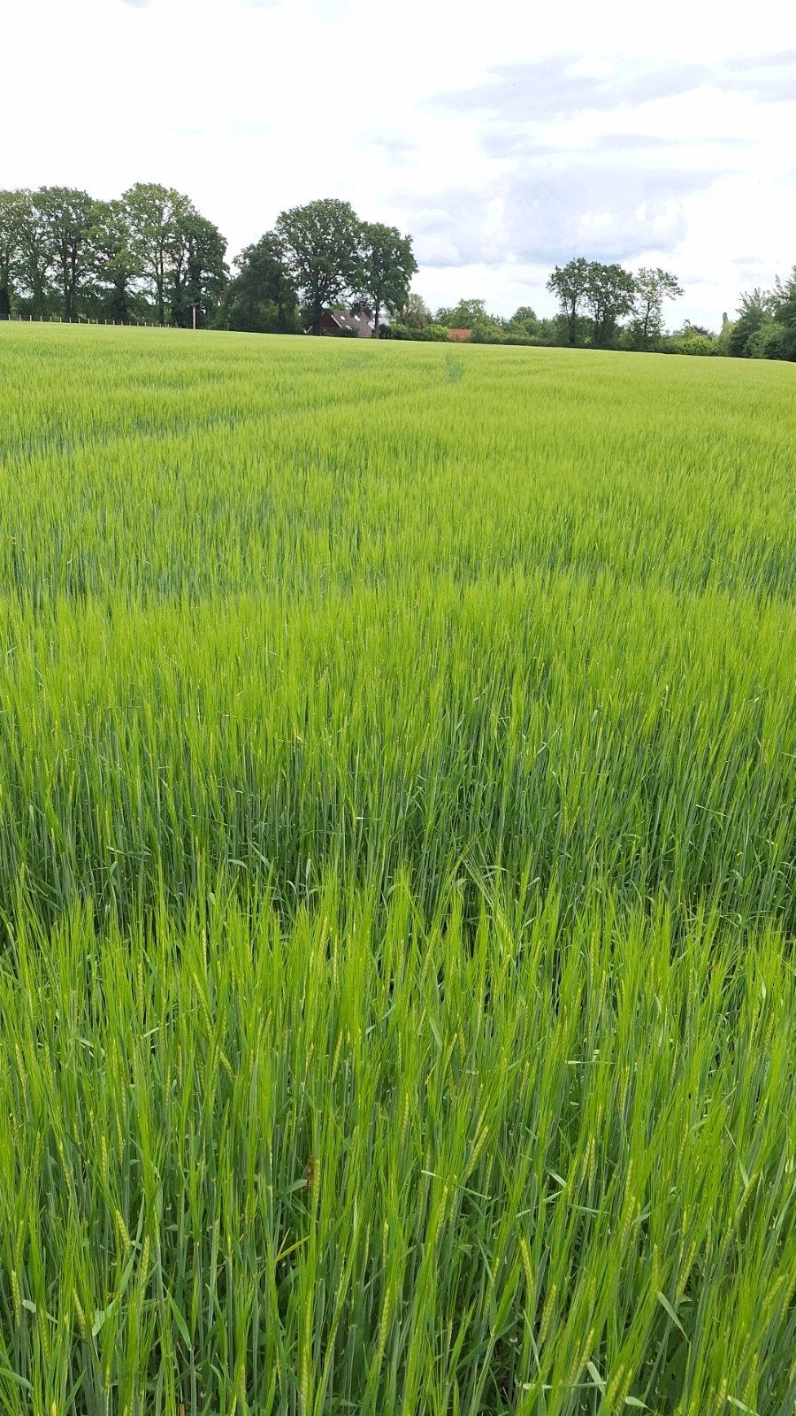 Balen kuilvoer te koop en gerstestro  oogst 2026, Ophalen of Verzenden