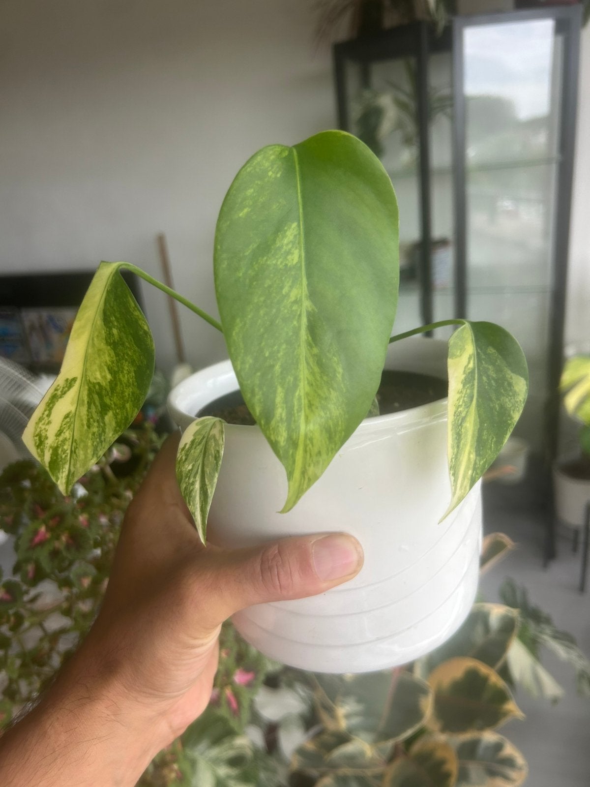 Monstera aurea yellow variegata, Huis en Inrichting, Kamerplanten, In pot, Minder dan 100 cm, Groene kamerplant, Halfschaduw