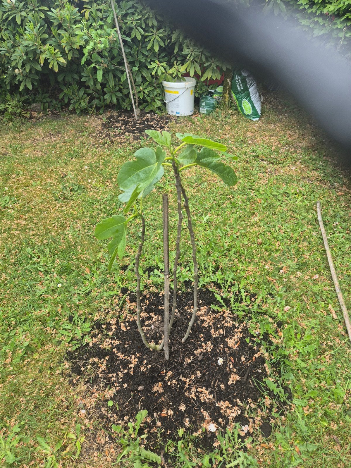 Vijgenboom, Tuin en Terras, Bloeit niet, Overige soorten, 100 tot 250 cm, Ophalen