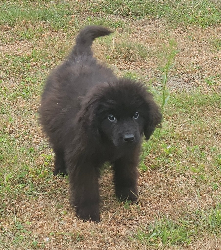Newfoundlander pups, Parvo, Overige rassen, 8 tot 15 weken, Meerdere