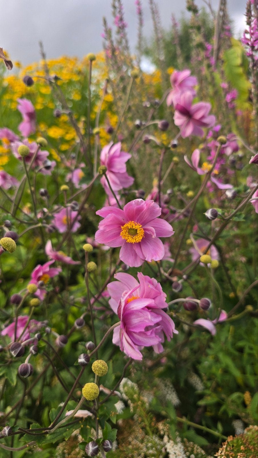 Herfstanemoon in C2 pot met als bonus Phlomis russelania, Vaste plant, Halfschaduw, Herfst, Ophalen