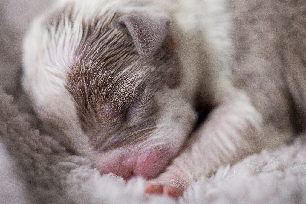 American bully xl pup, Dieren en Toebehoren, België, Fokker | Hobbymatig, Overige rassen, 8 tot 15 weken