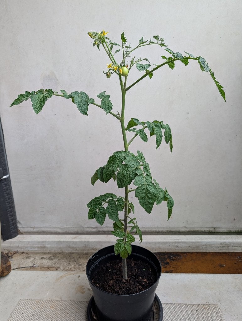Grote tomatenplanten met bloemen/tomaten 70cm, Tuin en Terras, Ophalen, Eenjarig, Overige soorten, Volle zon