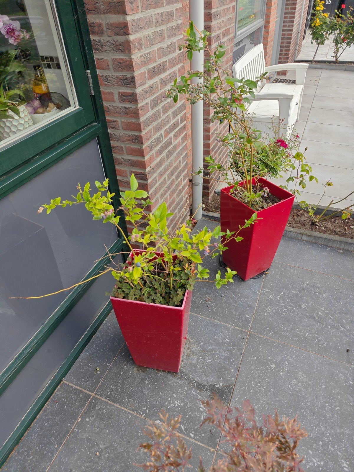 2 Rode Bloempotten met Blauwe Bessenstruiken, Ophalen, Kunststof, Gebruikt, Minder dan 60 cm