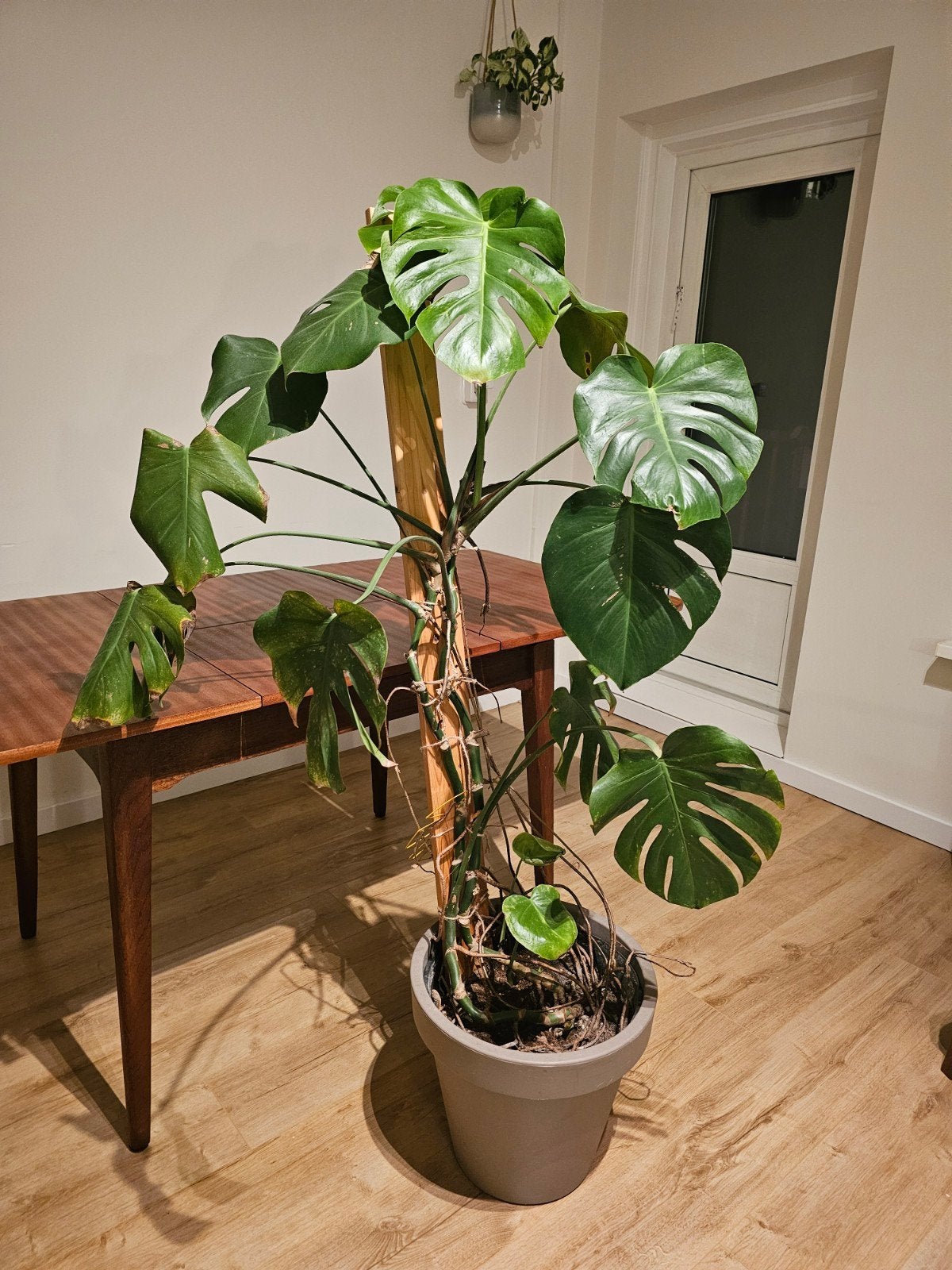 Large Monstera Deliciosa – 150 cm, incl. pot, Ophalen, Halfschaduw, Minder dan 100 cm