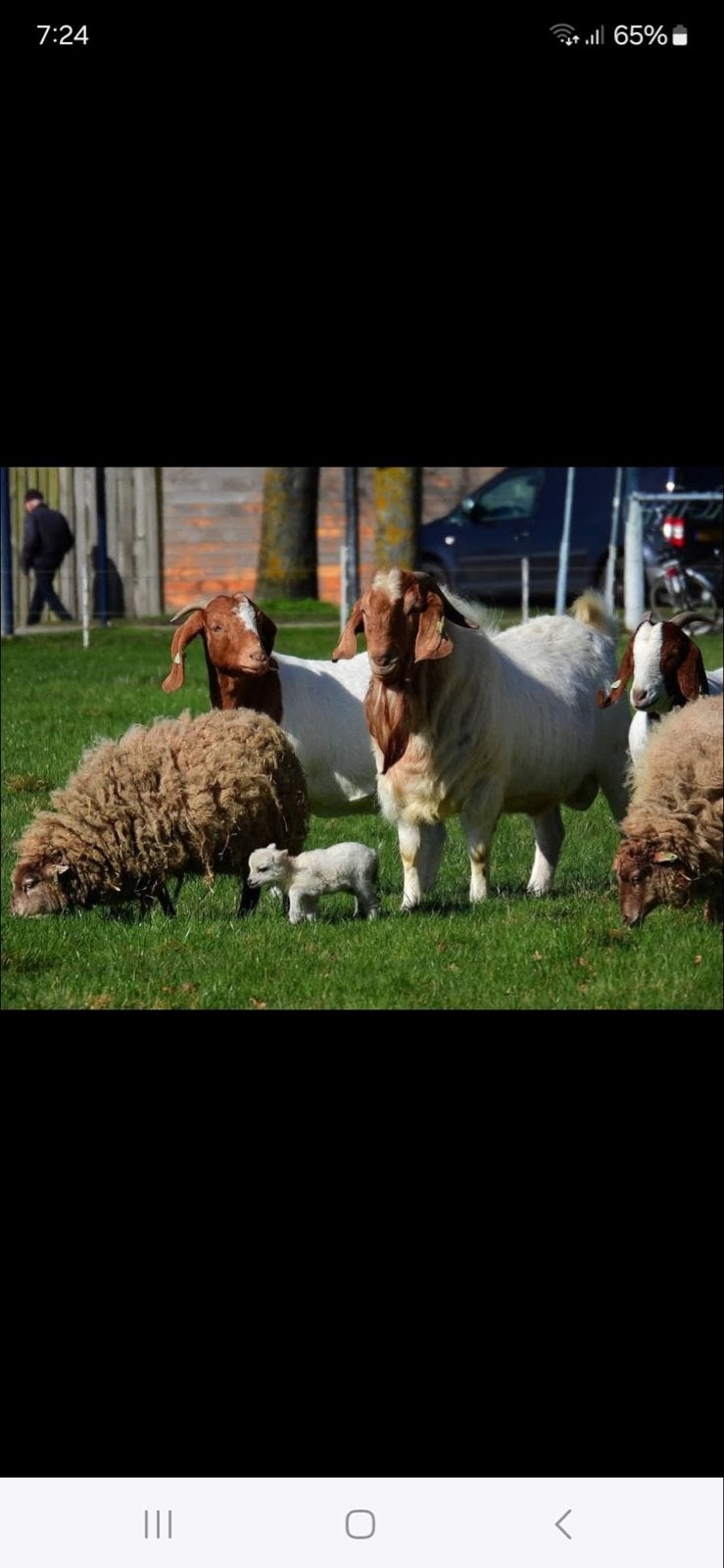 Afrikaanse boerbok boergeit bok, Mannelijk, Geit
