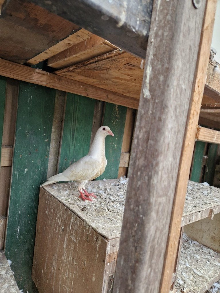 witte postduif, Meerdere dieren, Overige soorten