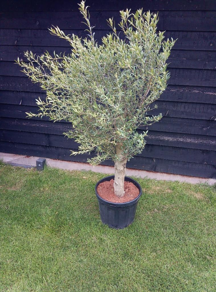 olijfboom xl, Lente, 100 tot 250 cm, Olijfboom, Ophalen