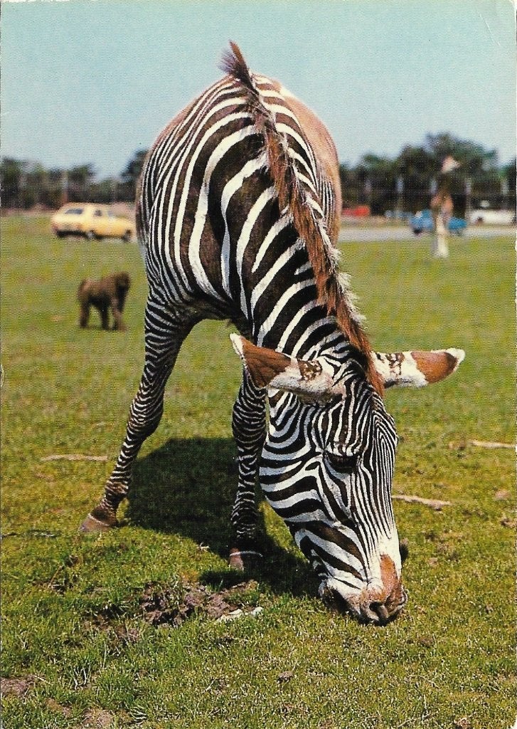 Ansichtkaart  	Hilvarenbeek	Beekse Bergen	Safaripark	Zebra, Verzenden, 1980 tot heden, Gelopen, Noord-Brabant