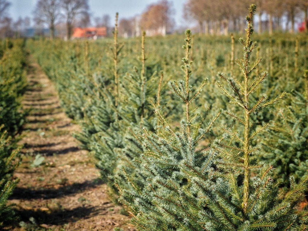 Ormorika kerstbomen   1.50m-1.75m, Ophalen, Nieuw