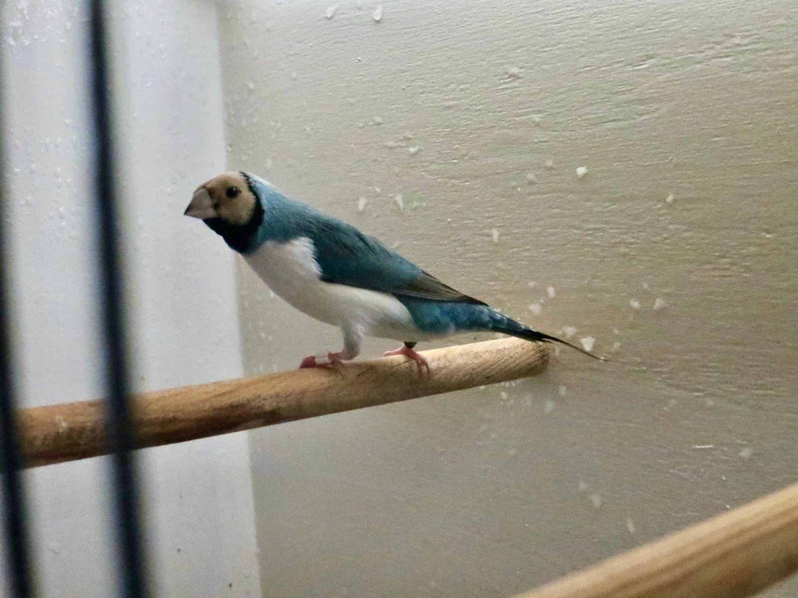 Gouldamadine, Dieren en Toebehoren, Meerdere dieren, Tropenvogel, Geringd