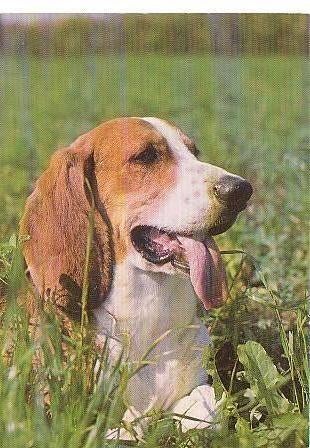 Ansichtkaart	Hond, Verzamelen, Verzenden, 1960 tot 1980, Ongelopen, Hond of Kat