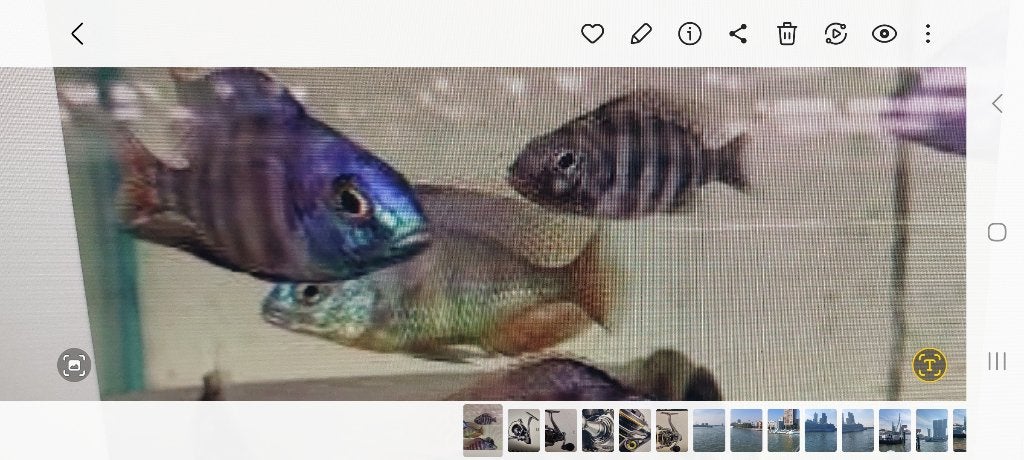 Placidochromis Johnstoni chichliden koppel, Dieren en Toebehoren, Vis, Zoetwatervis