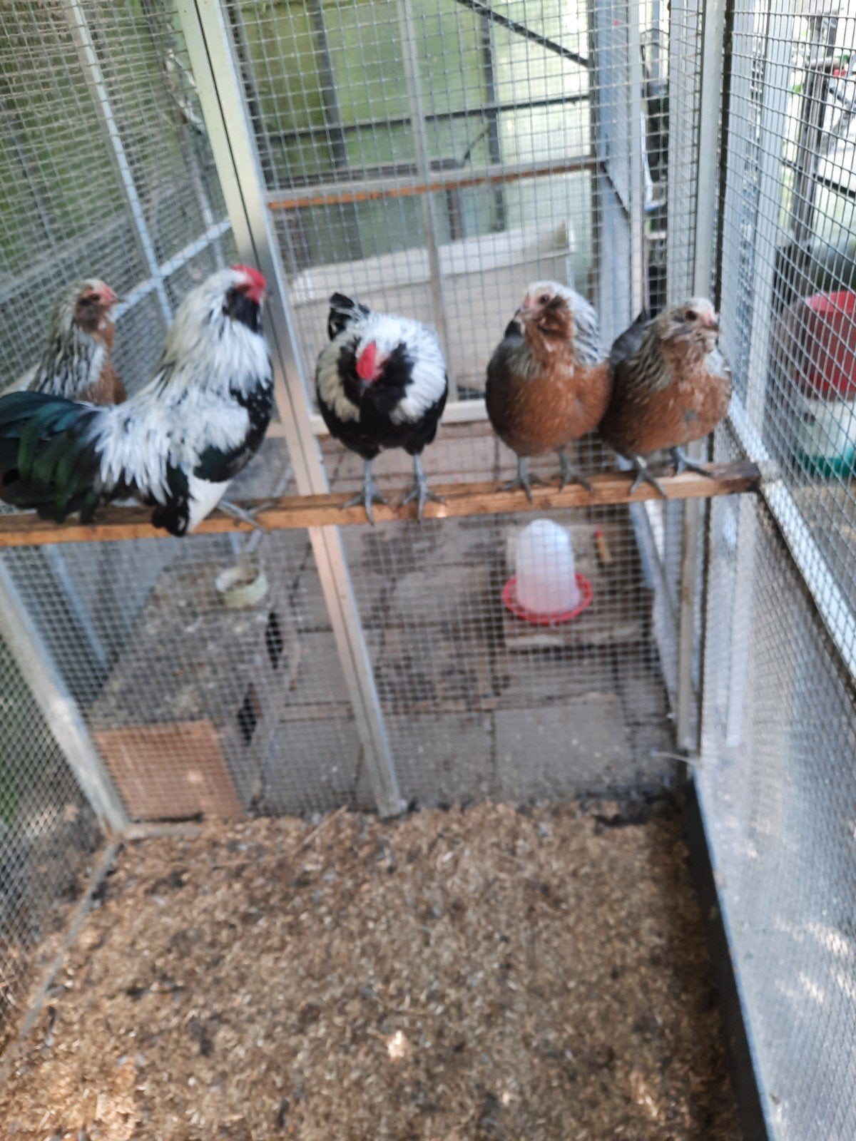 Antwerpse baardkriel, Dieren en Toebehoren, Meerdere dieren, Kip