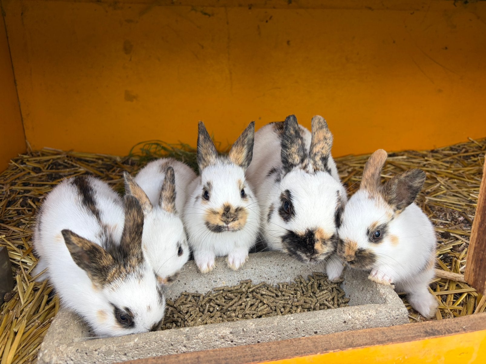 Jonge Dwerg Lotharingers, Dieren en Toebehoren, Meerdere dieren, Dwerg, 0 tot 2 jaar