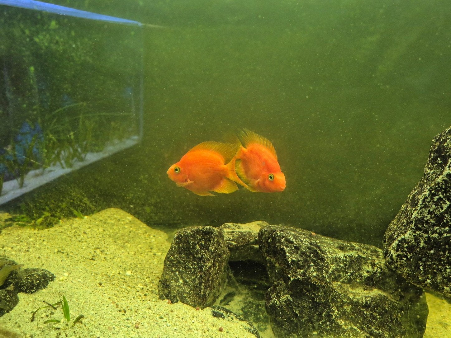papegaai ciclides, Zoetwatervis