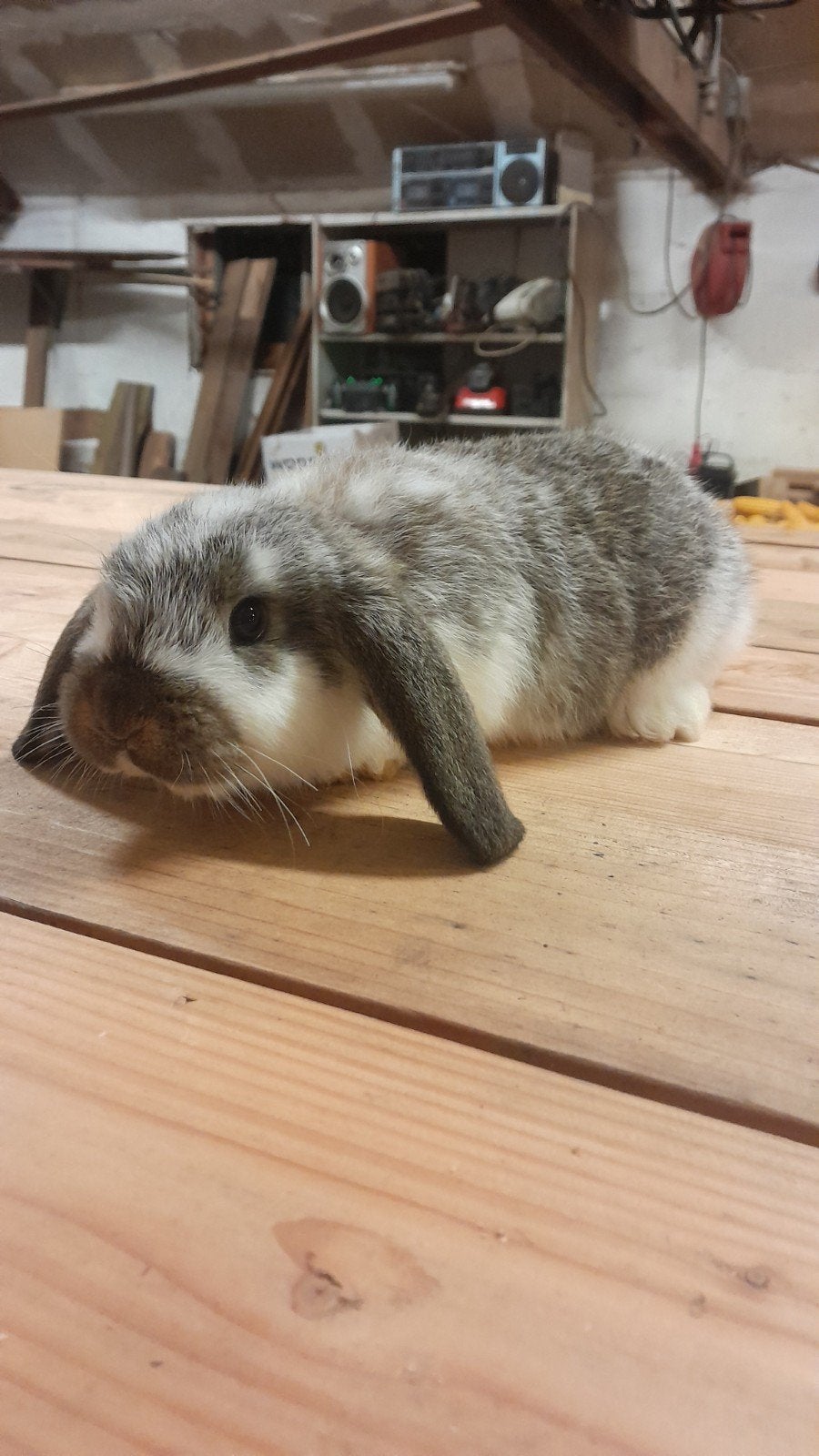 Leuke jonge hangoor voedster, Dieren en Toebehoren, Vrouwelijk, Hangoor, 0 tot 2 jaar