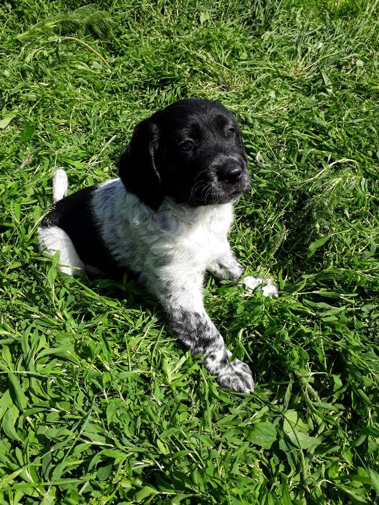 Mooie Friese Stabij reutjes pups, Parvo, Nederland, 8 tot 15 weken, Meerdere