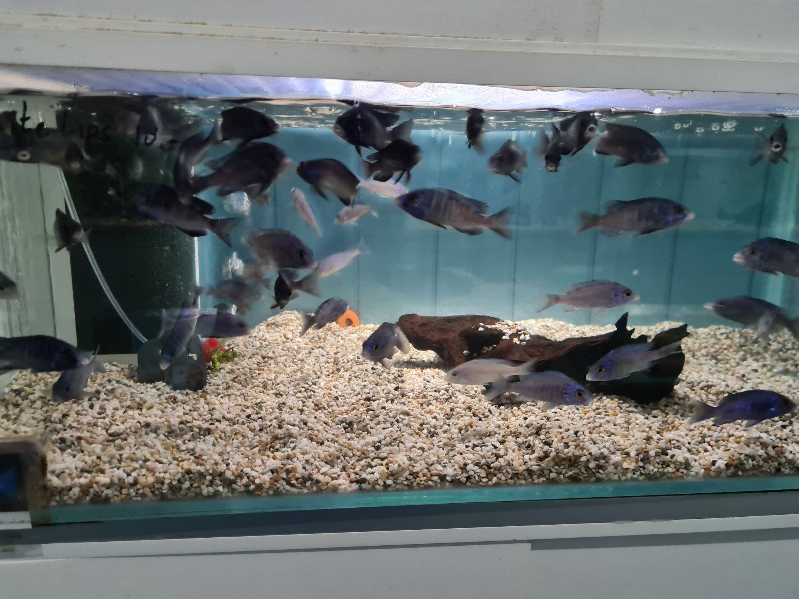 Placidochromis Phenochilus Mdoka White Lips Malawi Cichliden, Vis, Zoetwatervis