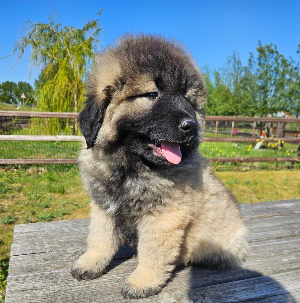 Kaukasische herder pups mogen verhuizen!!, Parvo, Nederland, Overige rassen, 8 tot 15 weken