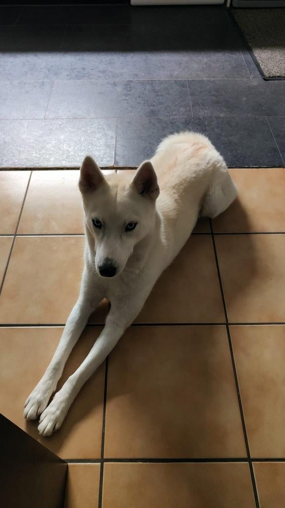 Topkwaliteit Siberische Husky pups- prachtige blauwe ogen, 8 tot 15 weken, Poolhond, Parvo, Meerdere