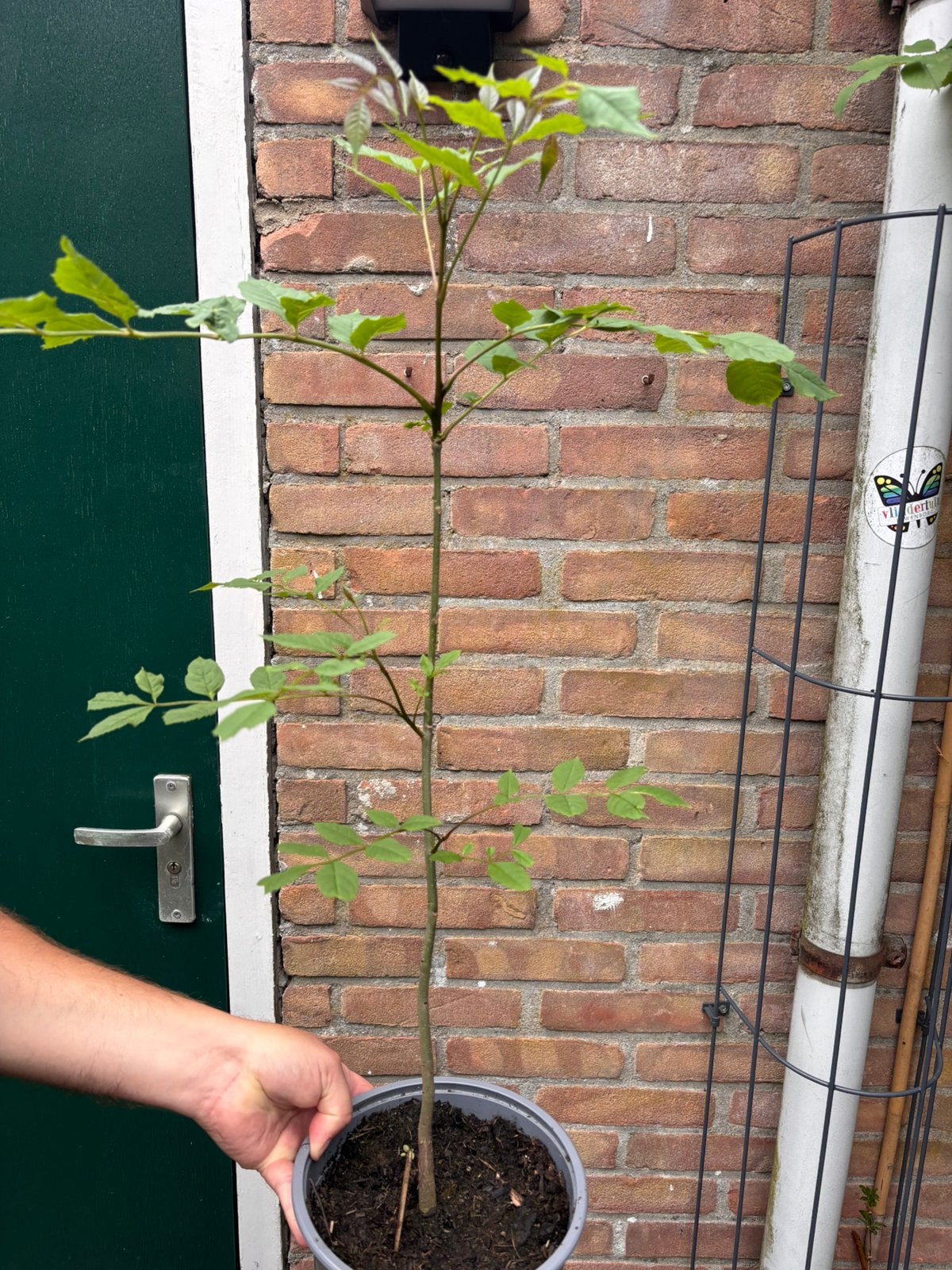 Jonge Es essenboom te koop afhalen Groningen, Overige soorten, 100 tot 250 cm, Ophalen, Volle zon