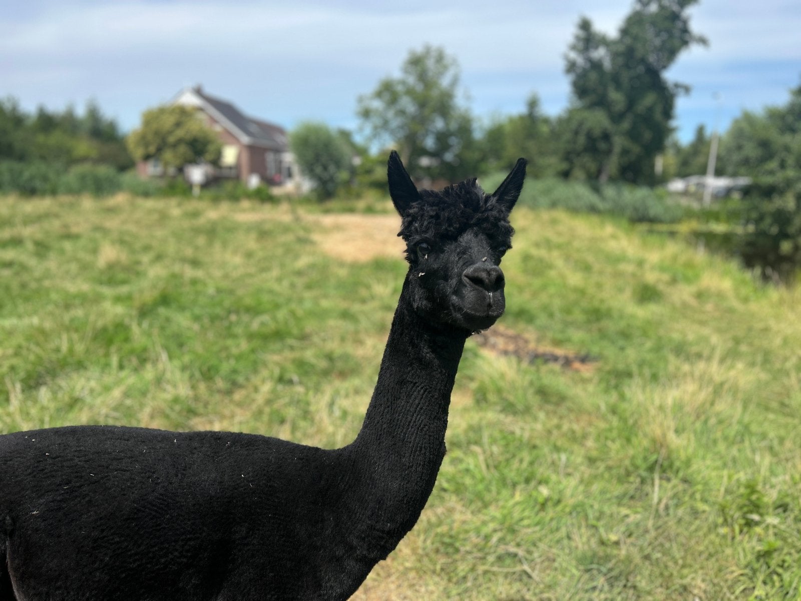 Gitzwarte alpaca hengst, Dieren en Toebehoren, April, Mannelijk